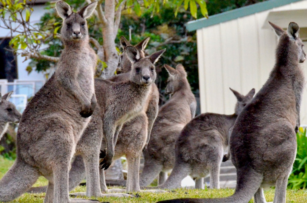 three brown kangaroo on green grass field during daytime