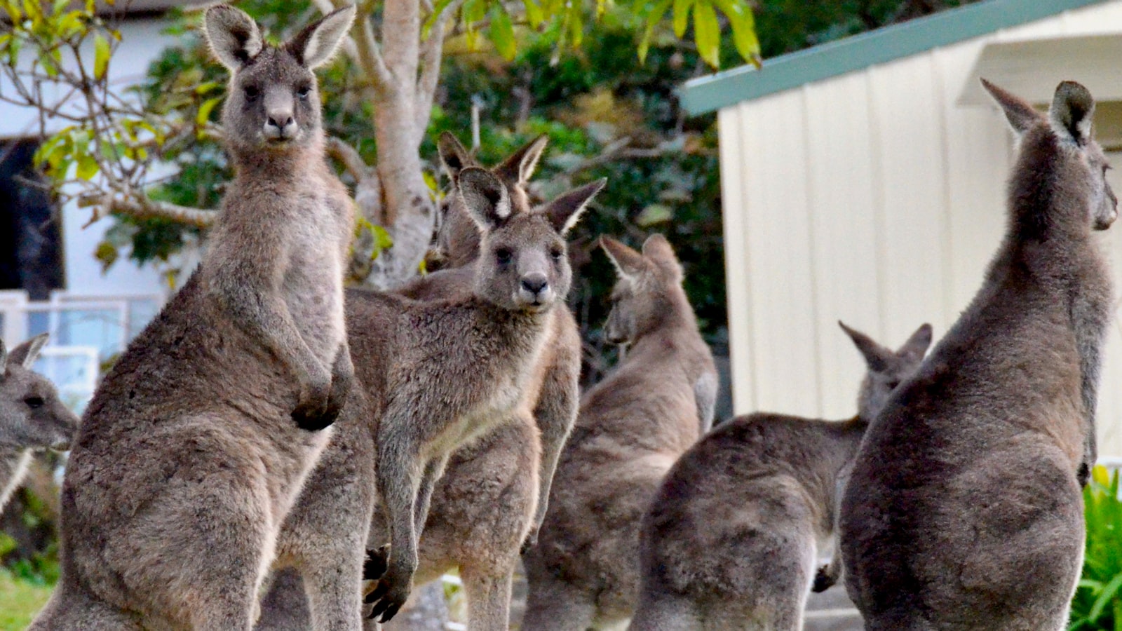 Kangaroo Training Institute Launches Comprehensive New Welding Training Programs