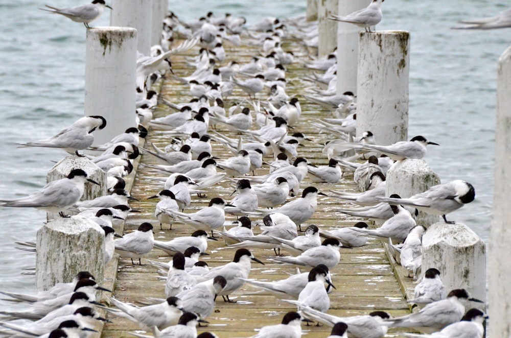 flock of white birds on water during daytime