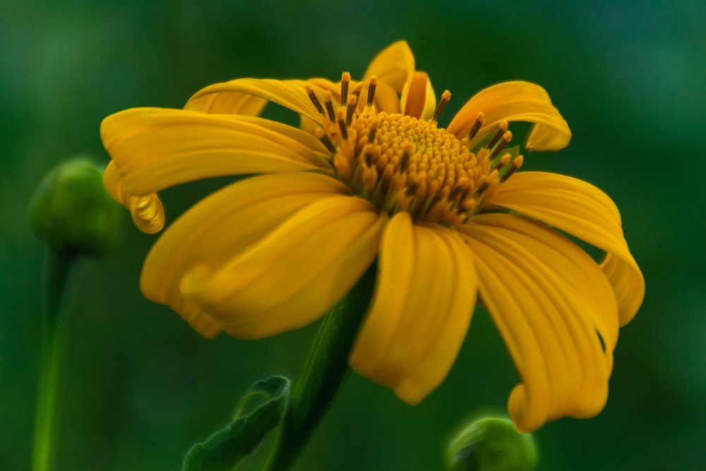 yellow flower in tilt shift lens