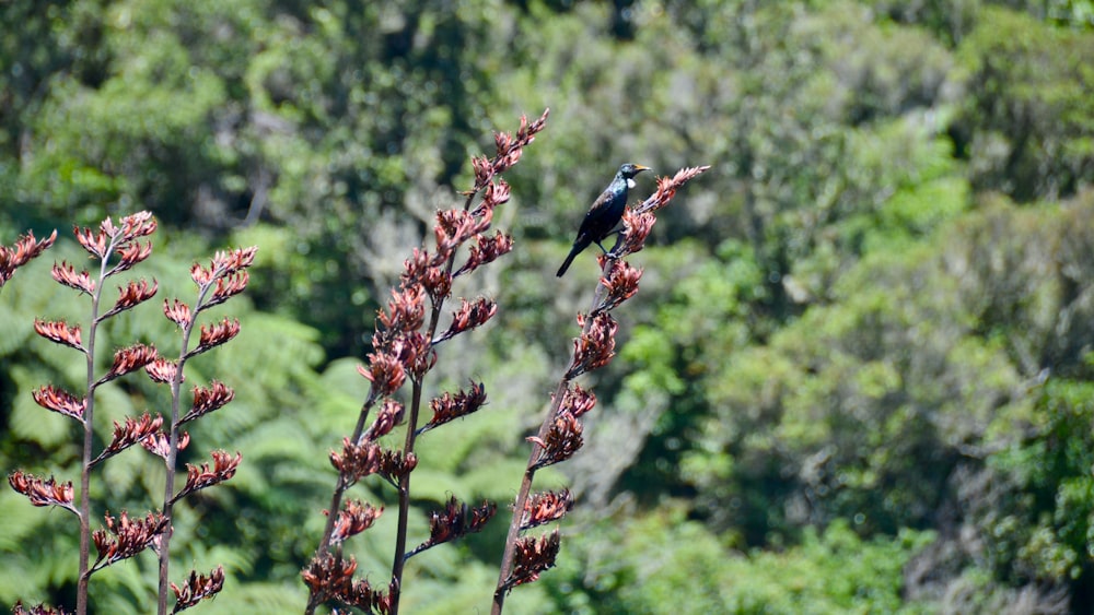 blue and black bird on brown plant during daytime