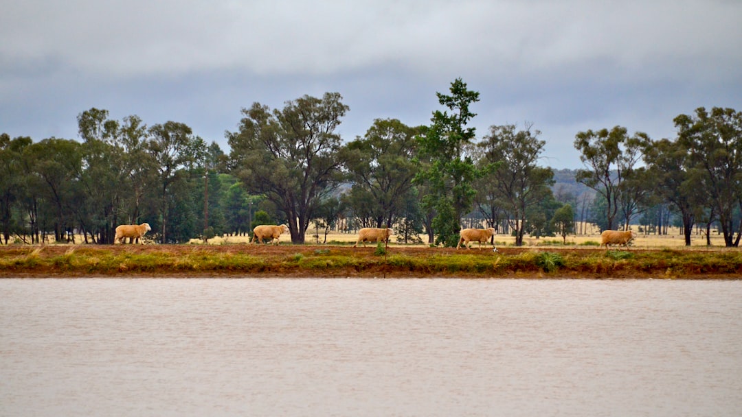 River photo spot Mirrool NSW Australia