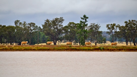 green trees near body of water during daytime in Mirrool NSW Australia