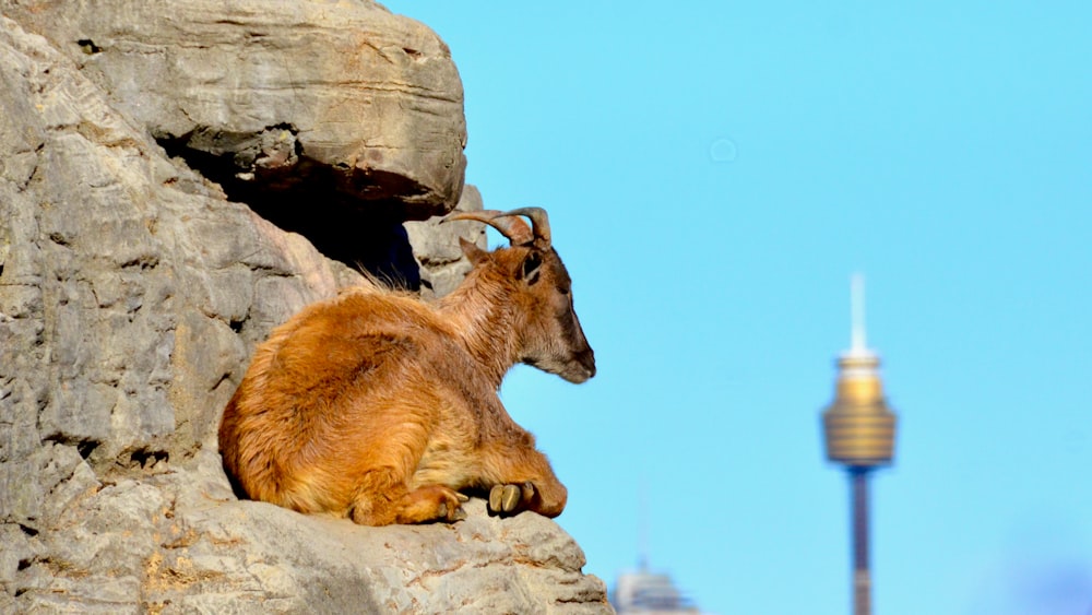 brown deer on gray rock during daytime