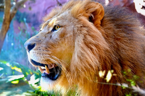 A majestic lion with a full, lush mane gazes intently into the distance. The sunlight highlights the golden hues of the lion's fur and mane, creating a striking contrast with the shadows. The background is blurred, hinting at a natural setting with hints of green foliage.