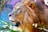 A majestic lion with a full, lush mane gazes intently into the distance. The sunlight highlights the golden hues of the lion's fur and mane, creating a striking contrast with the shadows. The background is blurred, hinting at a natural setting with hints of green foliage.