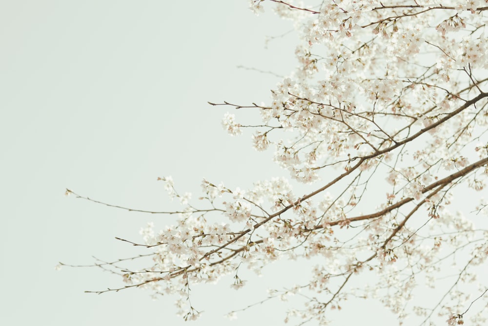 white cherry blossom tree during daytime