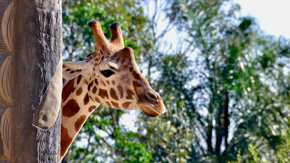 giraffe in close up photography during daytime