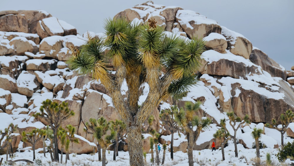 green palm tree near brown concrete wall during daytime