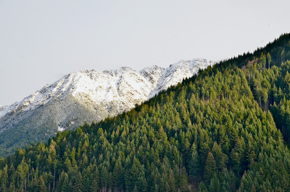 green trees near snow covered mountain during daytime