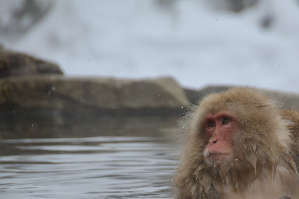 brown monkey on body of water during daytime