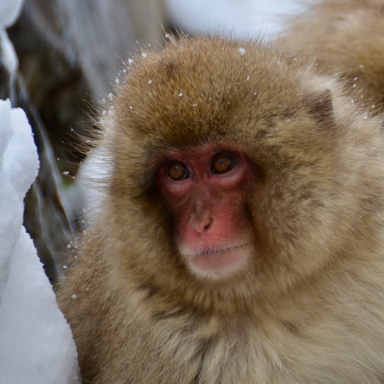 brown monkey on white plastic bag in Jigokudani Monkey Park Japan