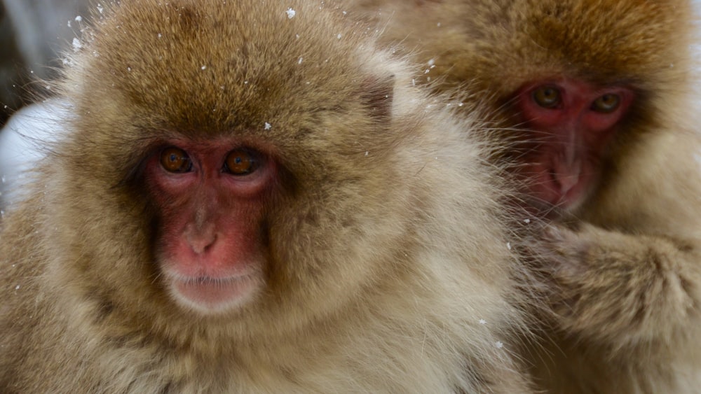 white and brown monkey face