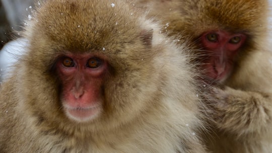 white and brown monkey face in Jigokudani Monkey Park Japan