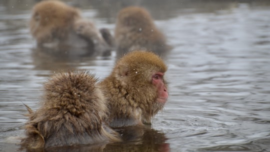 brown monkey in water during daytime in Jigokudani Monkey Park Japan