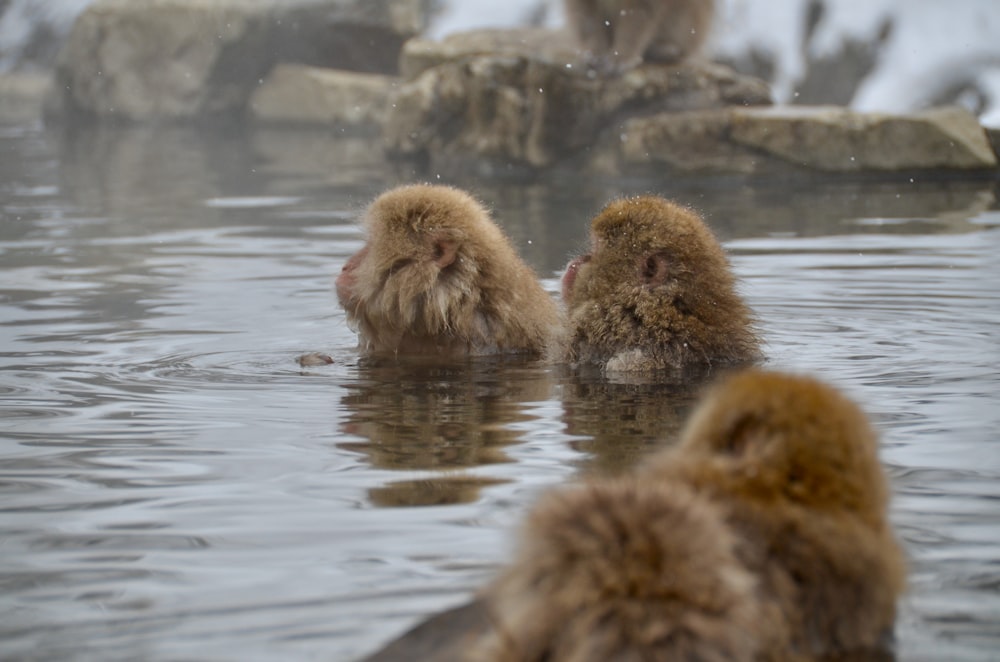 brown and gray ducklings on water