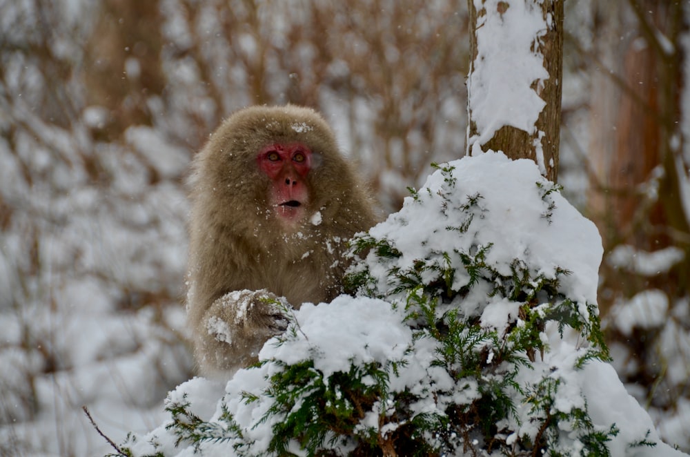 brown monkey on snow covered ground during daytime