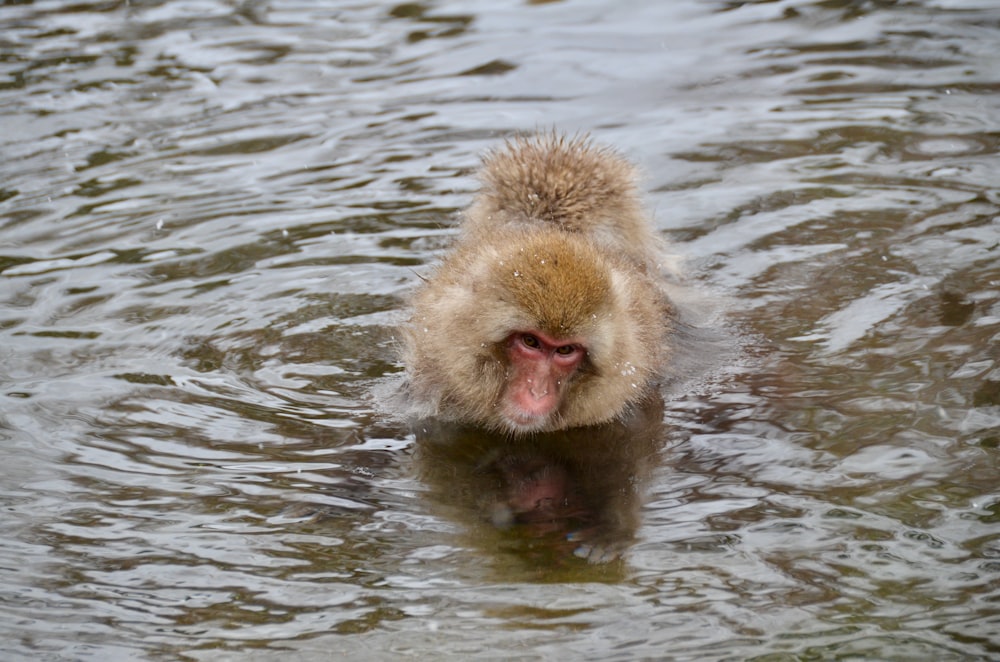 낮 동안 물속에 있는 갈색 원숭이