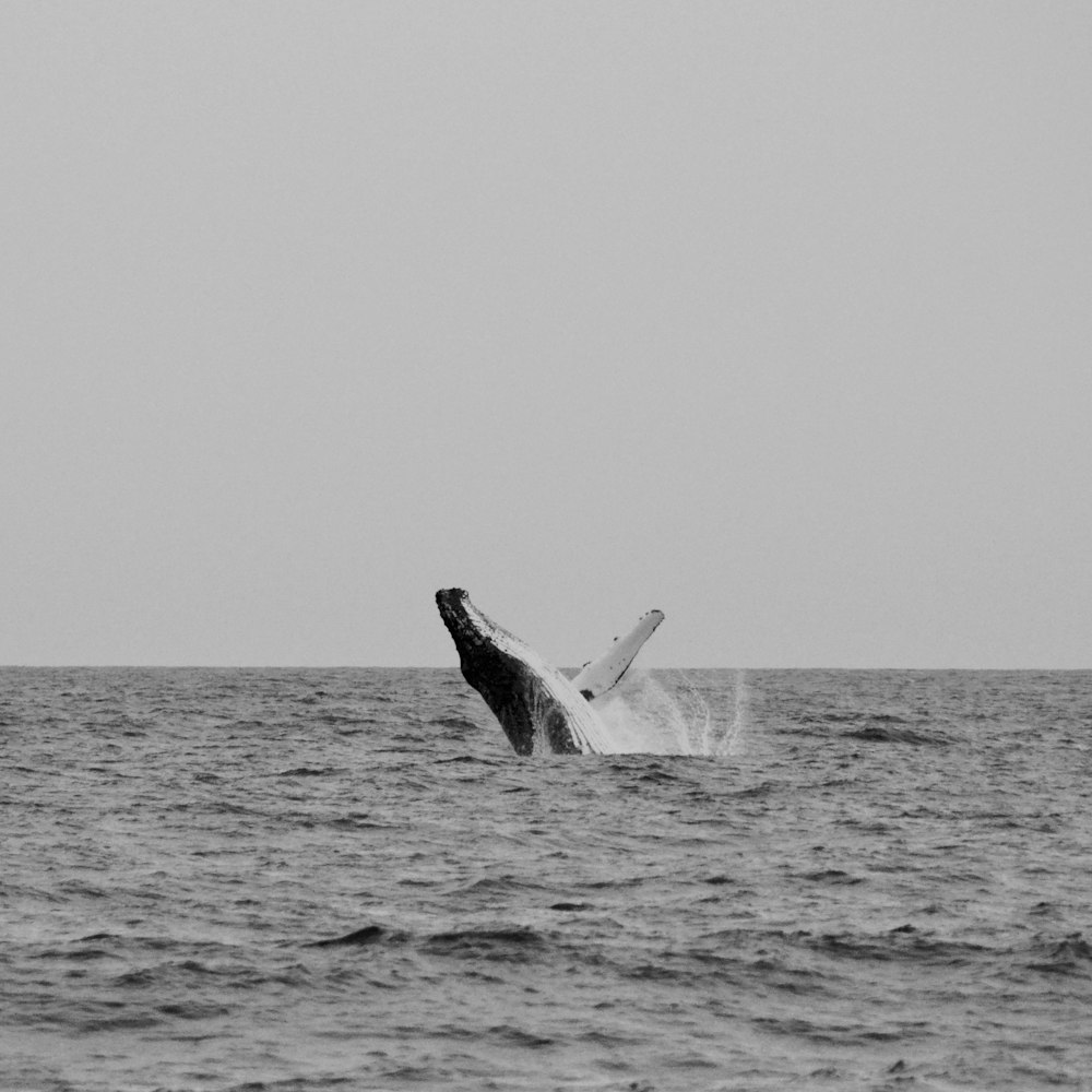 black and white whale on sea during daytime