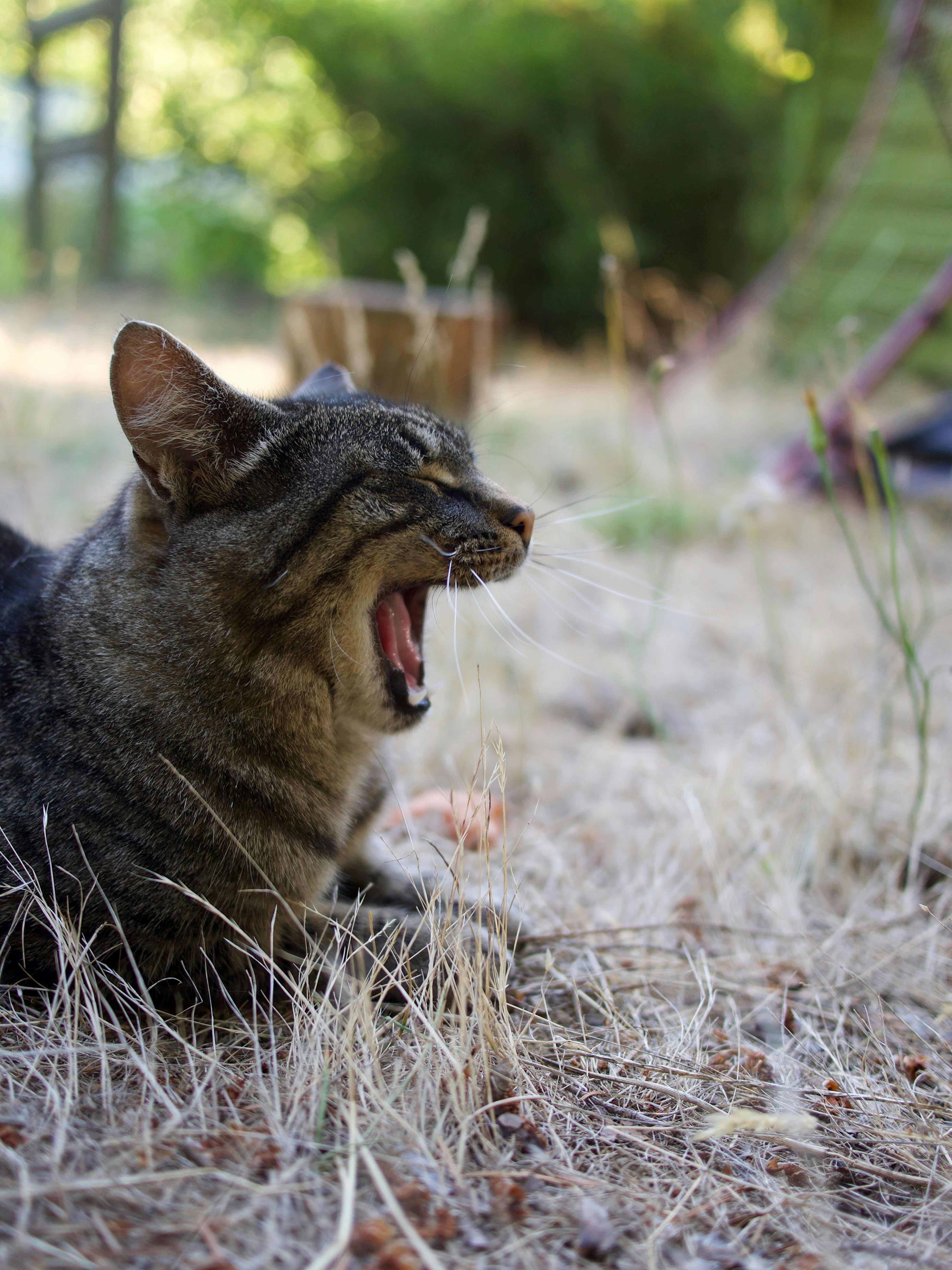 brown tabby cat on brown grass during daytime