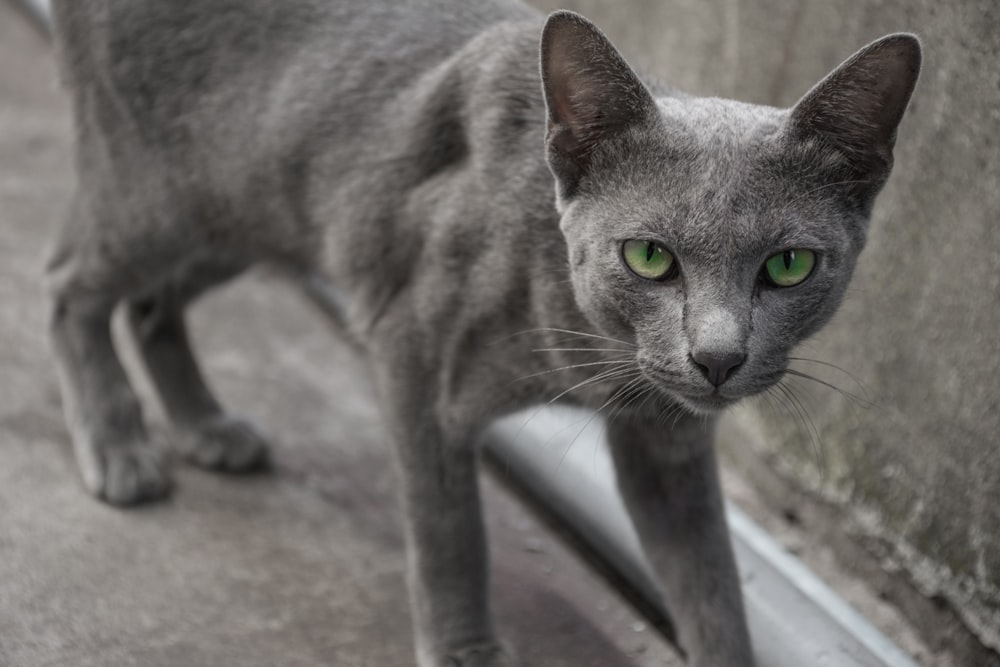 gray cat on brown floor
