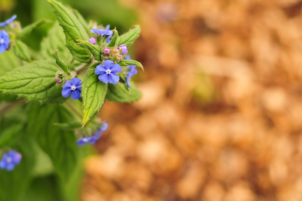 purple flower in tilt shift lens