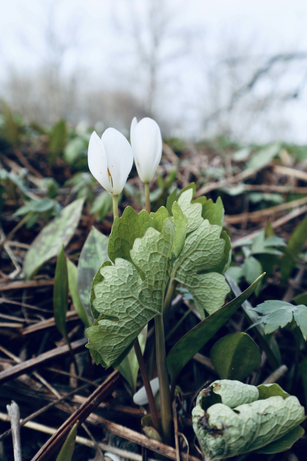 white flower with green leaves