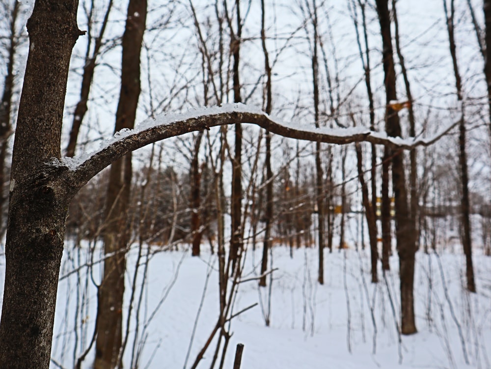 brown bare trees on snow covered ground during daytime