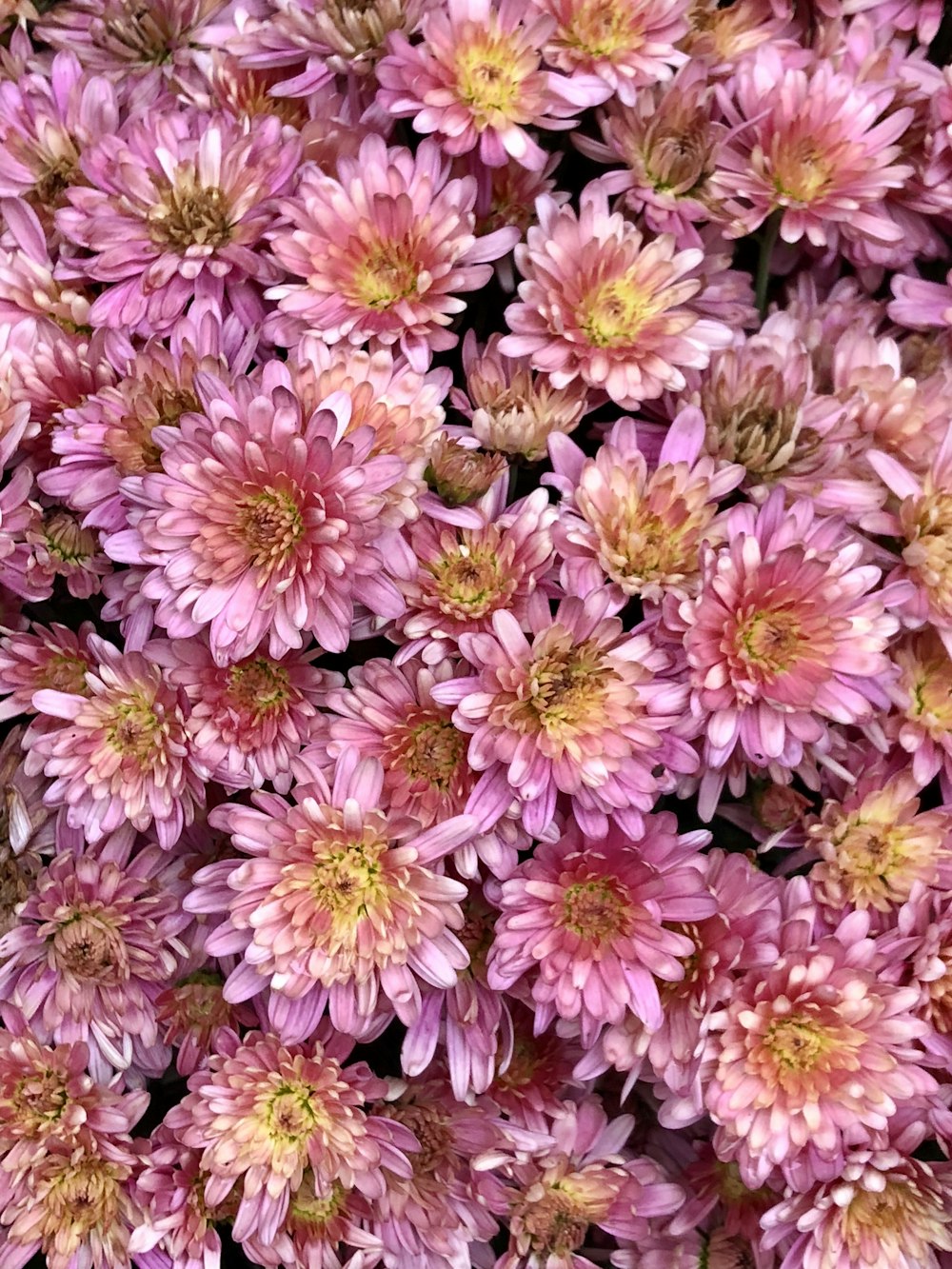 pink and white flowers during daytime