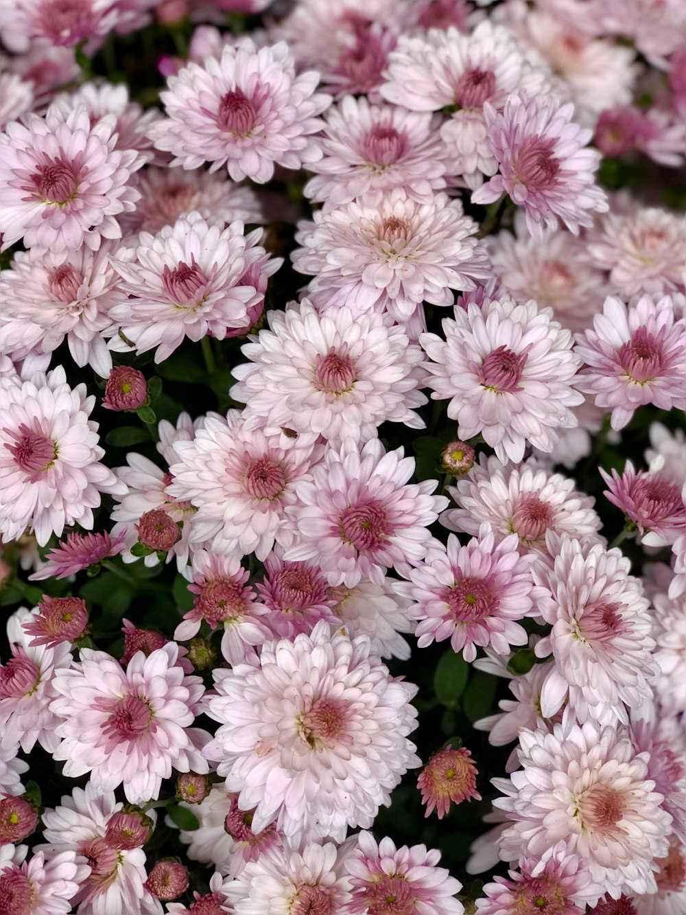 pink and white flowers during daytime