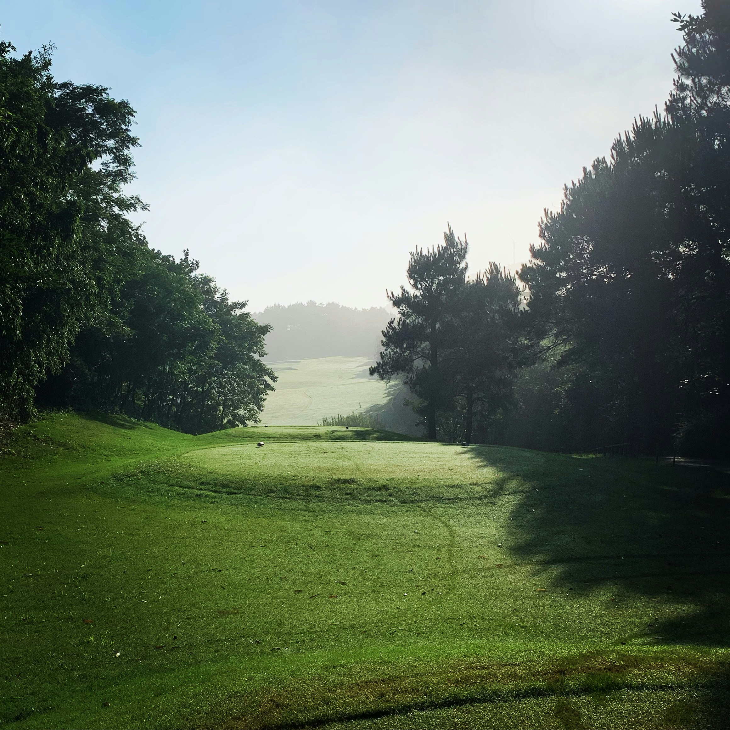 A serene early morning tee-off at a lush pine-lined golf course bathed in soft cream light
