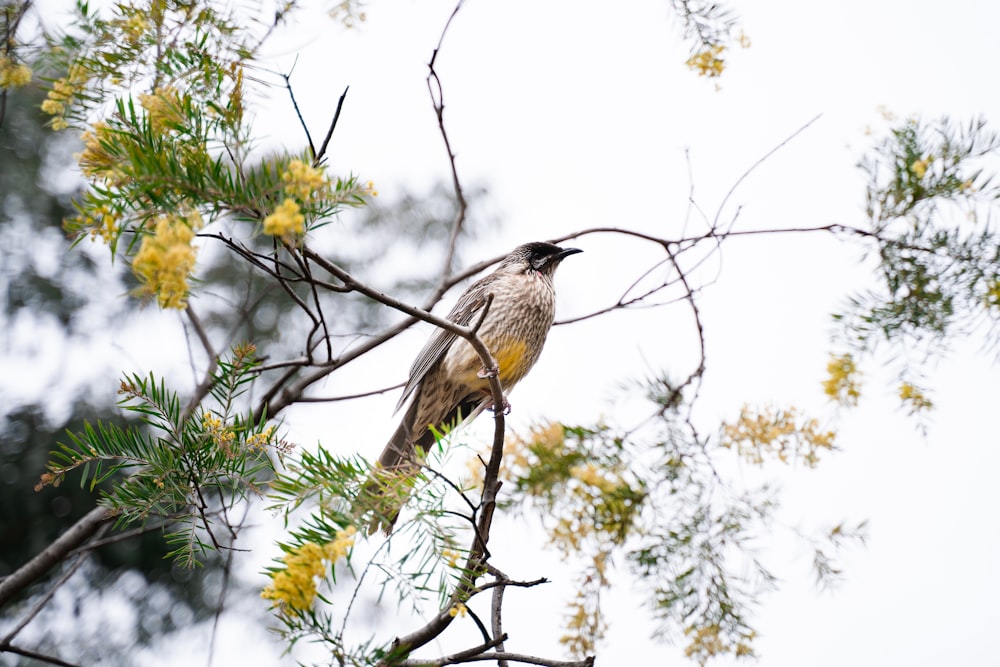 Uccello marrone e bianco sul ramo dell'albero durante il giorno