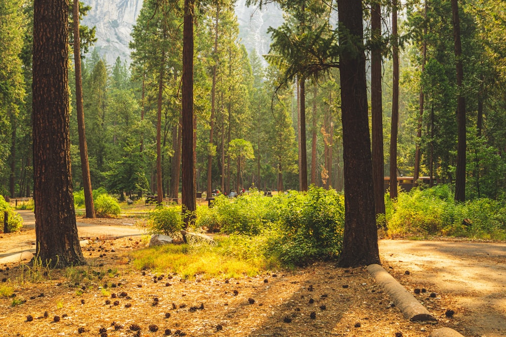 green trees on brown soil during daytime