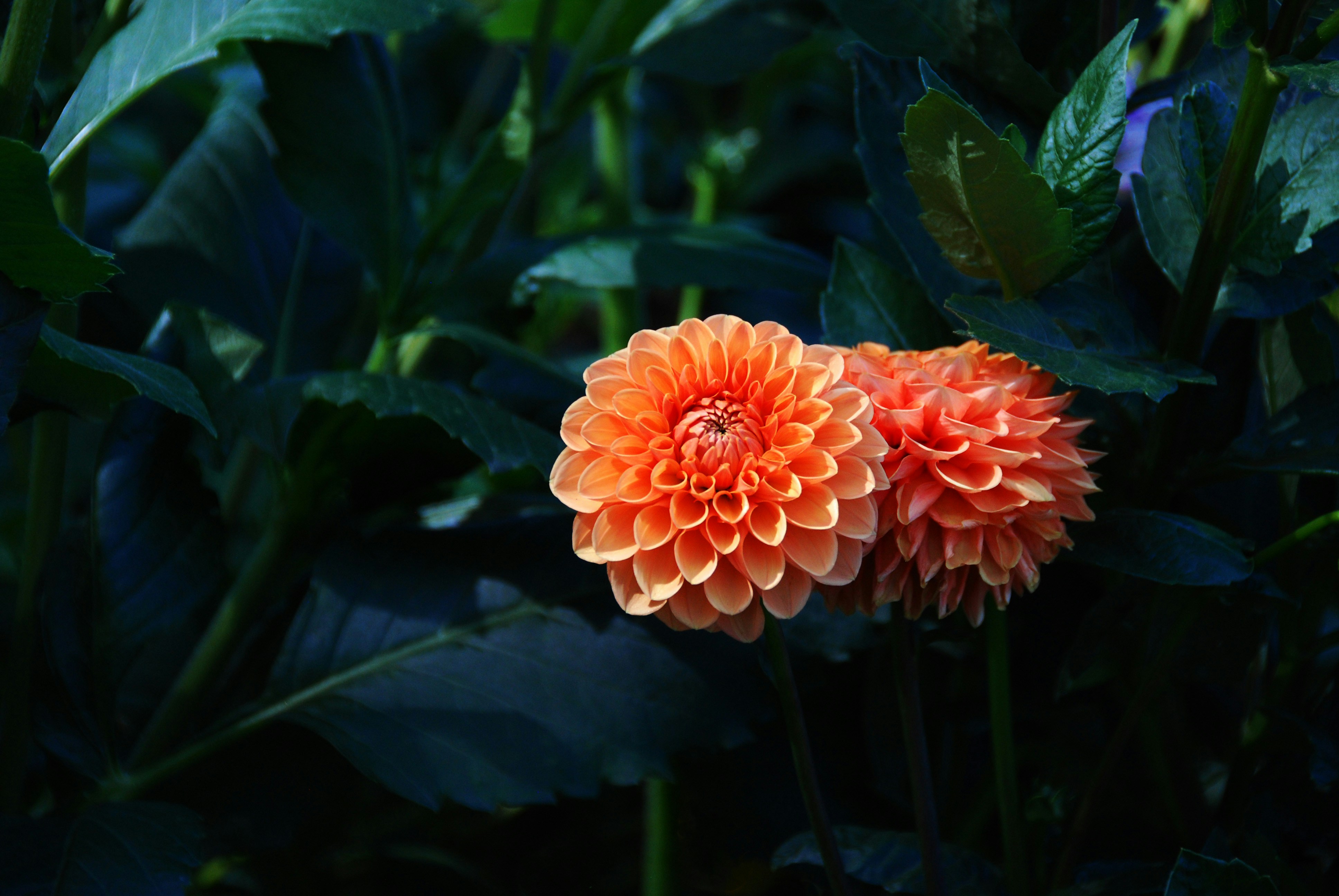 Photo by littlebearhugs