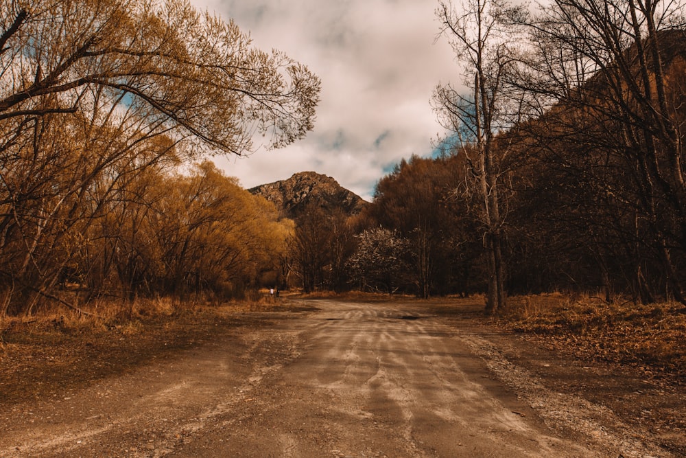 brown trees on brown field under cloudy sky during daytime