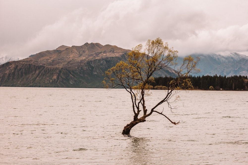 leafless tree on the shore