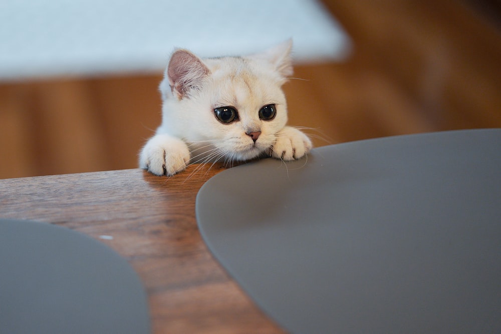 gato branco na mesa de madeira marrom