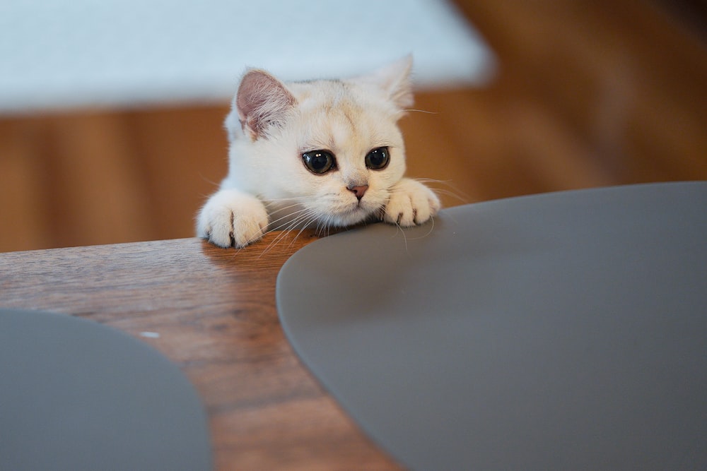 white cat on brown wooden table