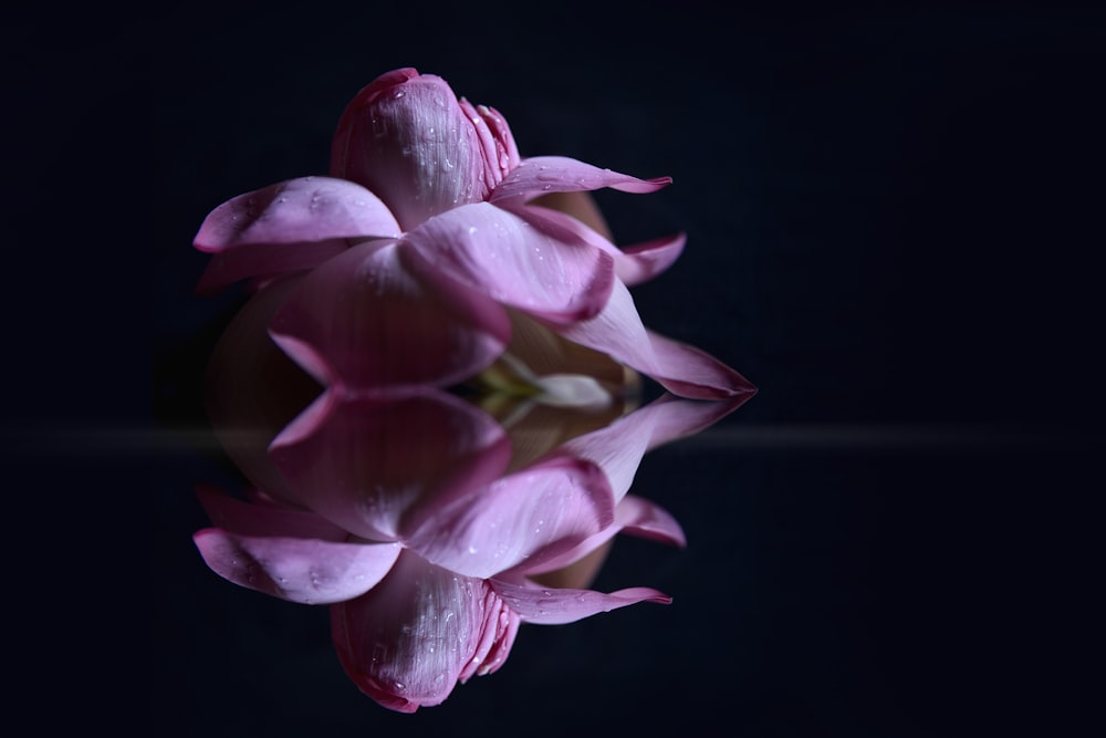 pink and white flower in black background