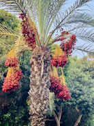 Lush palm grove in Qassim with clusters of Sukari dates ready for harvest