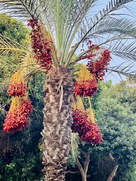 Lush palm grove in Qassim with clusters of Sukari dates ready for harvest