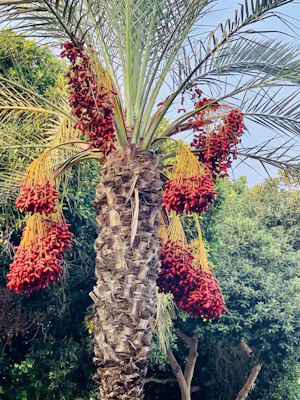 A picturesque date palm grove in Madinah, Saudi Arabia.