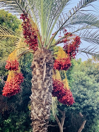A picturesque date palm grove in Madinah, Saudi Arabia.