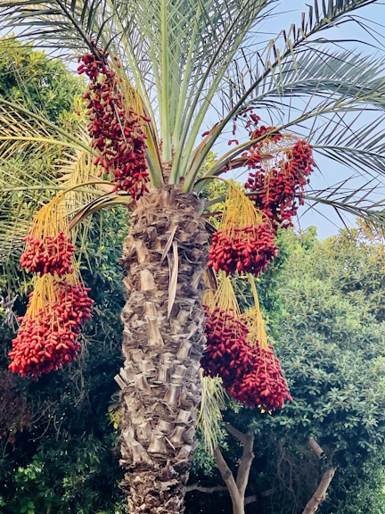 A picturesque date palm grove in Madinah, Saudi Arabia.
