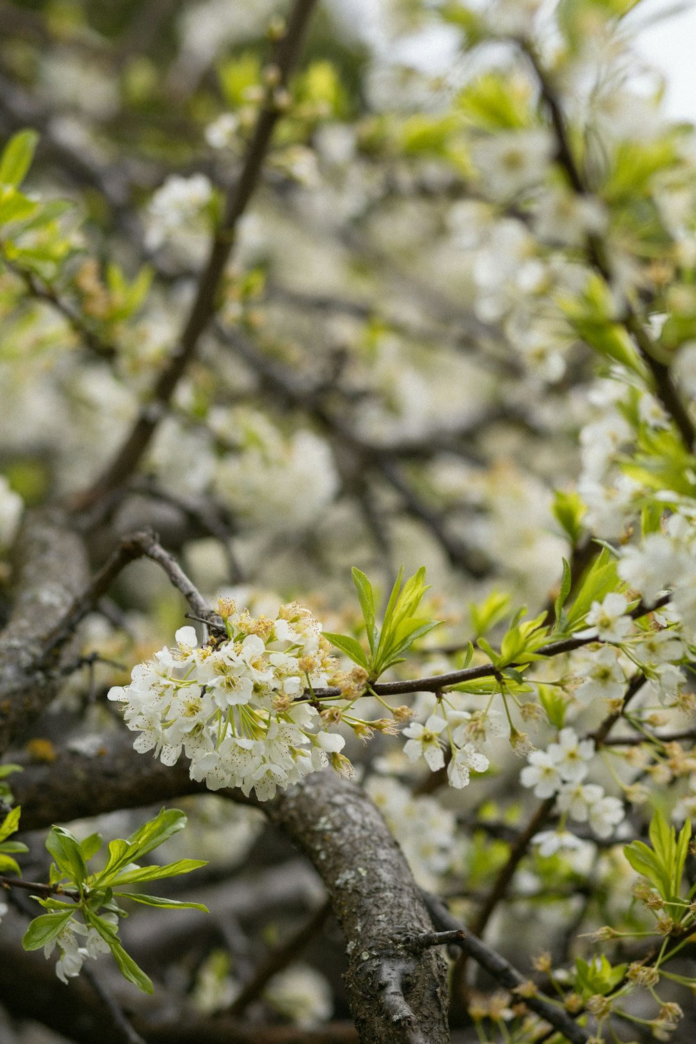 white flower in tilt shift lens