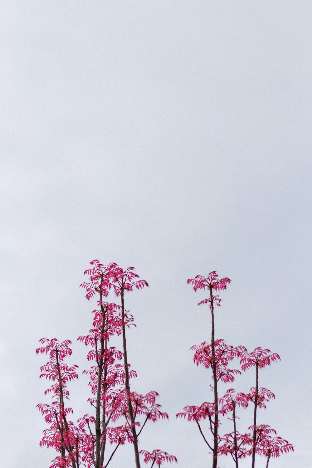 red leaf tree under white sky