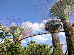 green trees under blue sky during daytime
