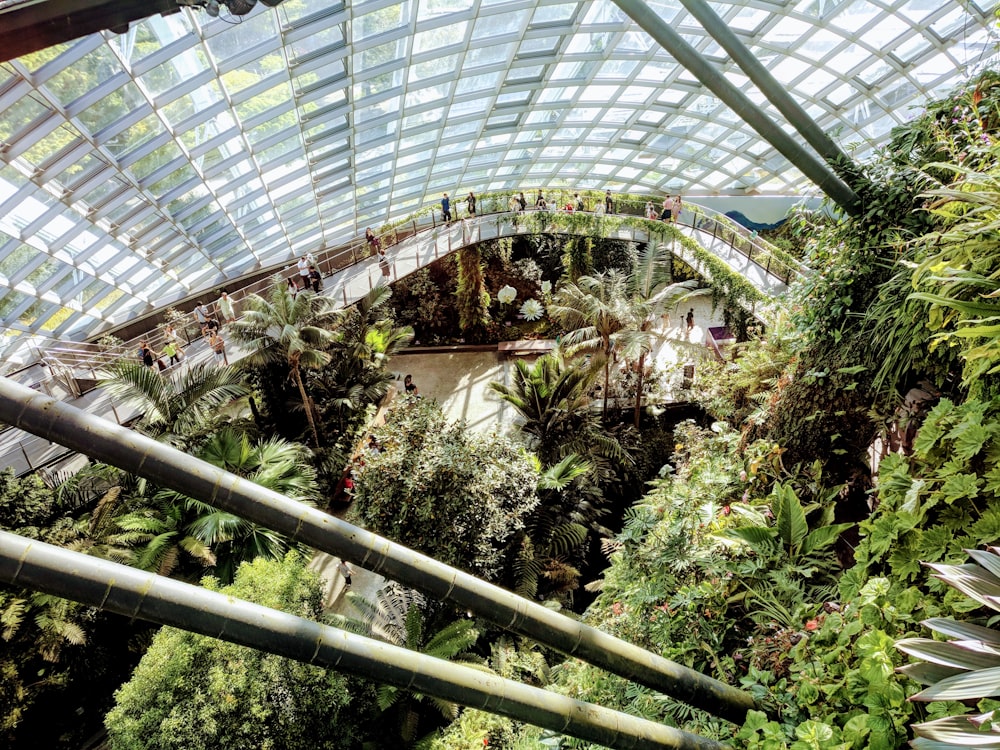 green plants inside a building