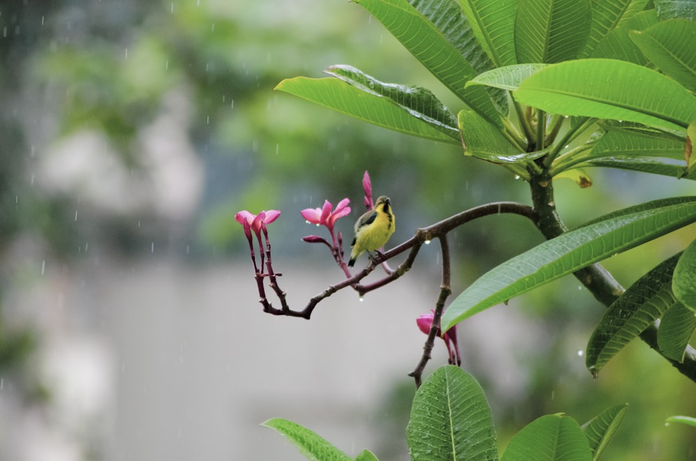 yellow bird on pink flower during daytime