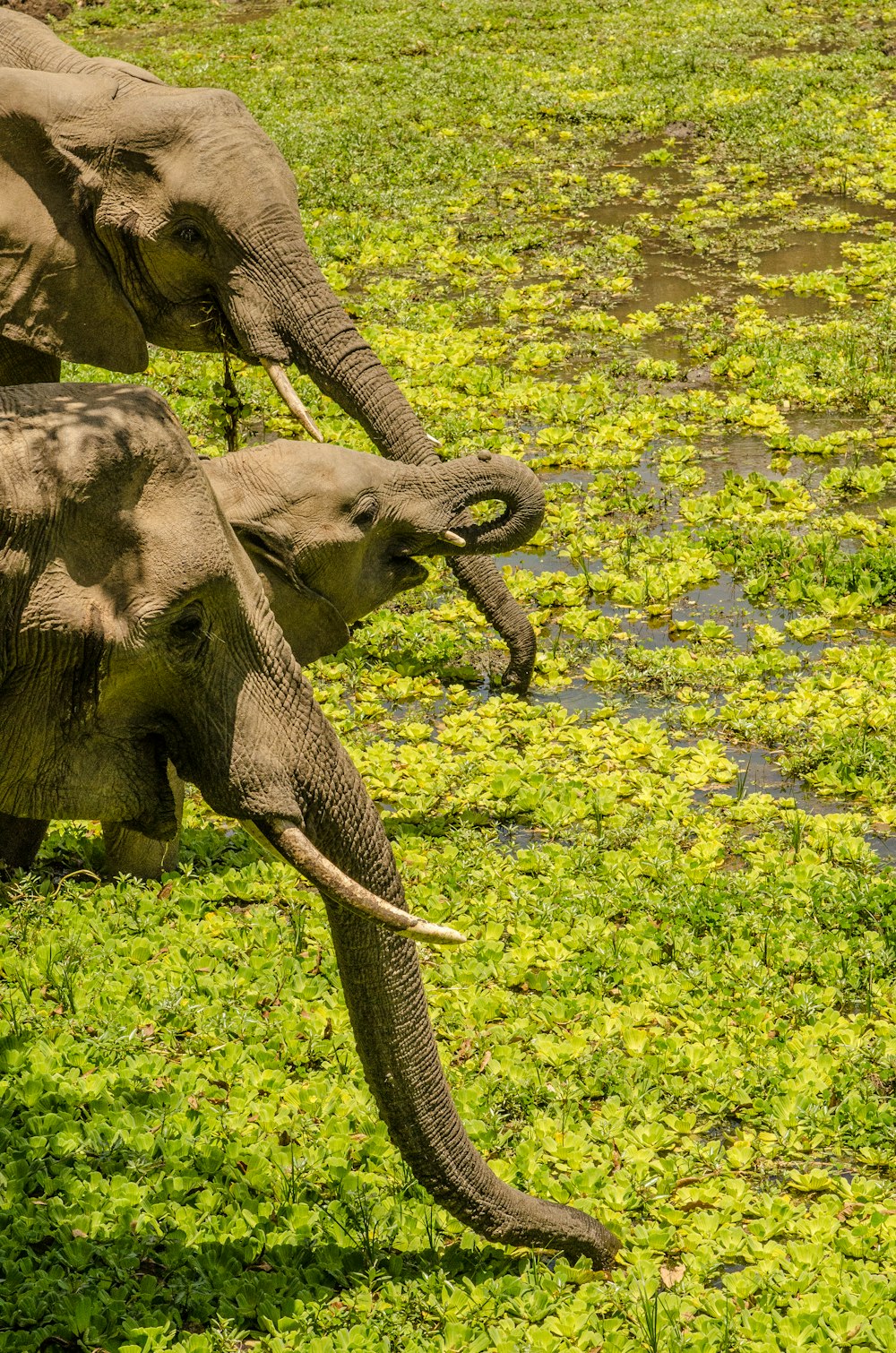 éléphant gris sur l’herbe verte pendant la journée